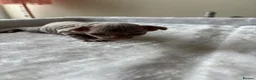 Devon Rex cats for sale: TICA Registered Devon Rex Lilac Kittens  - Advert 10