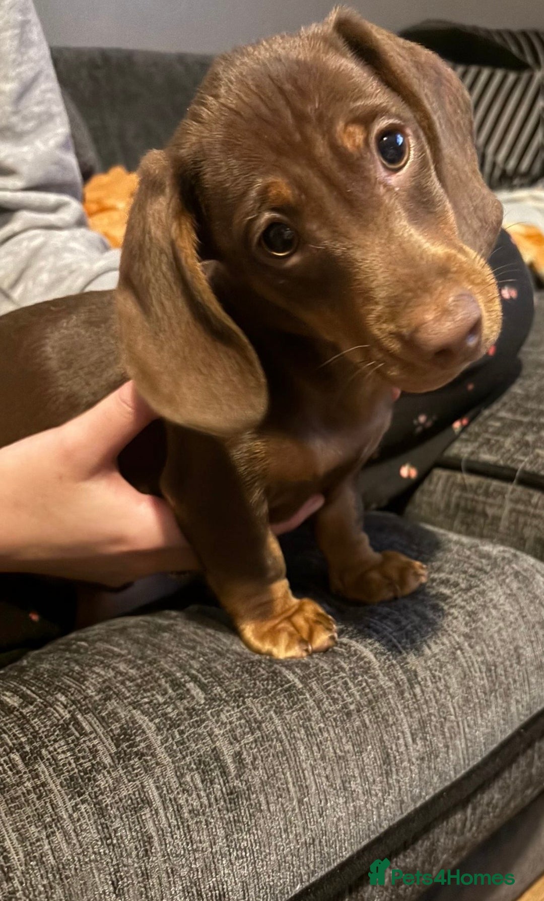Miniature Dachshund dogs for sale: Miniature dachshund gorgeous boy  - Advert 1
