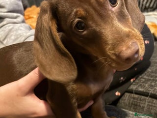 Miniature Dachshund dogs Miniature dachshund gorgeous boy - Advert 16