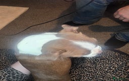 Boston Terrier dogs for sale: Blossom's Beautiful Bostons - Advert 6