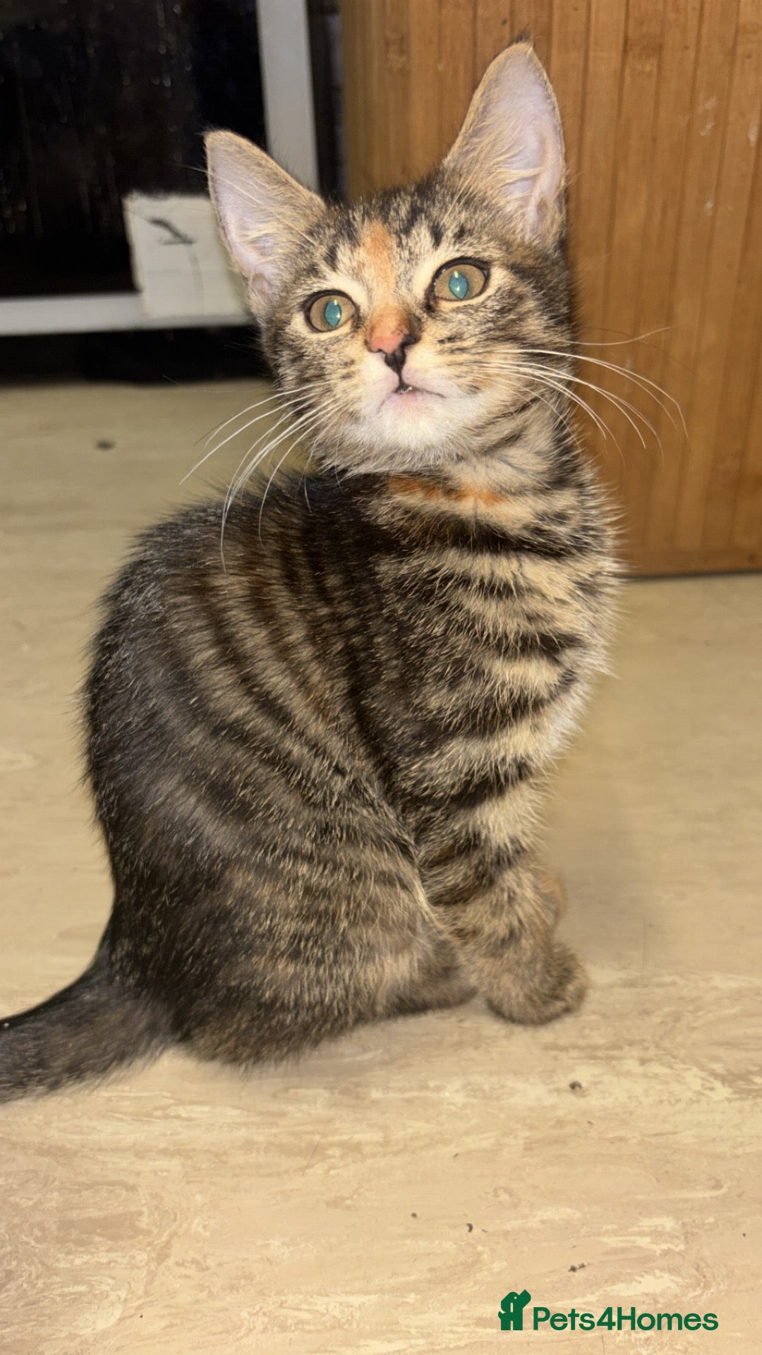Mixed Breed cats for sale: 12 beautiful kittens for sale - Advert 2
