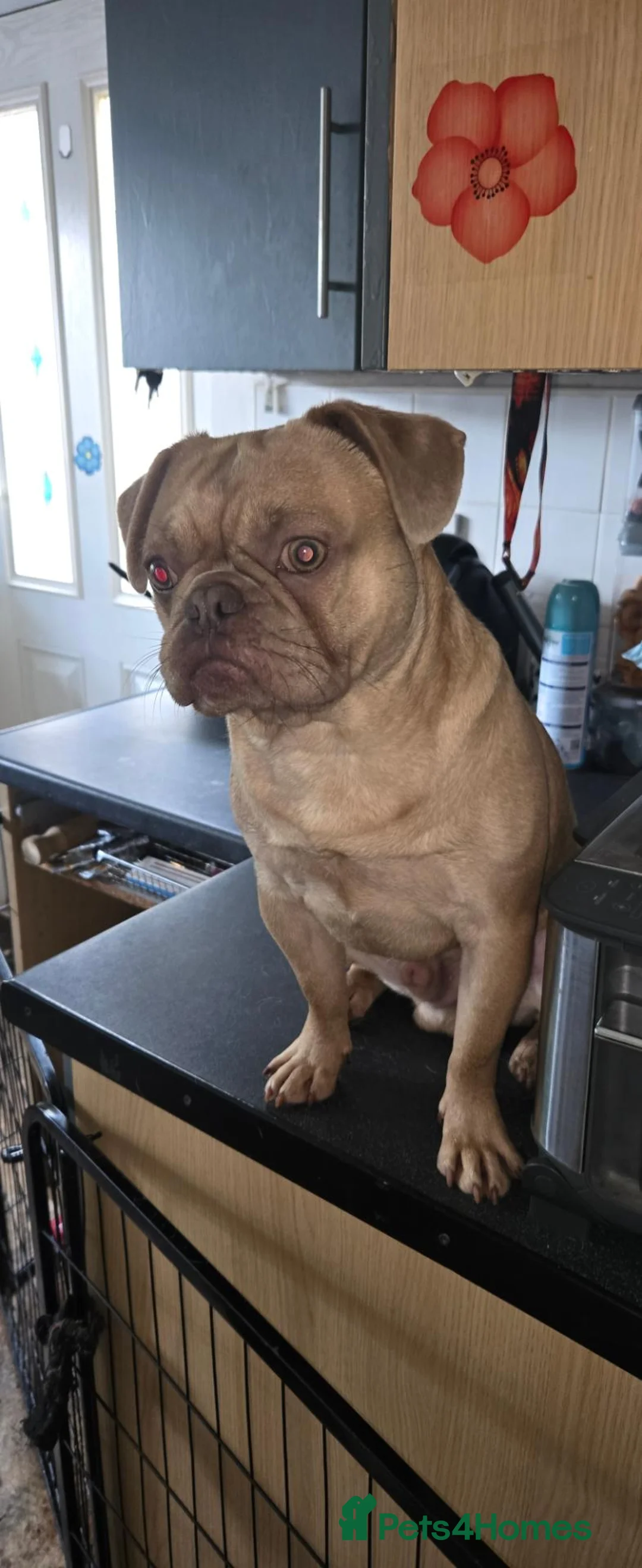 Mixed Breed dogs for sale: Jar jar in South Shields - Advert 1