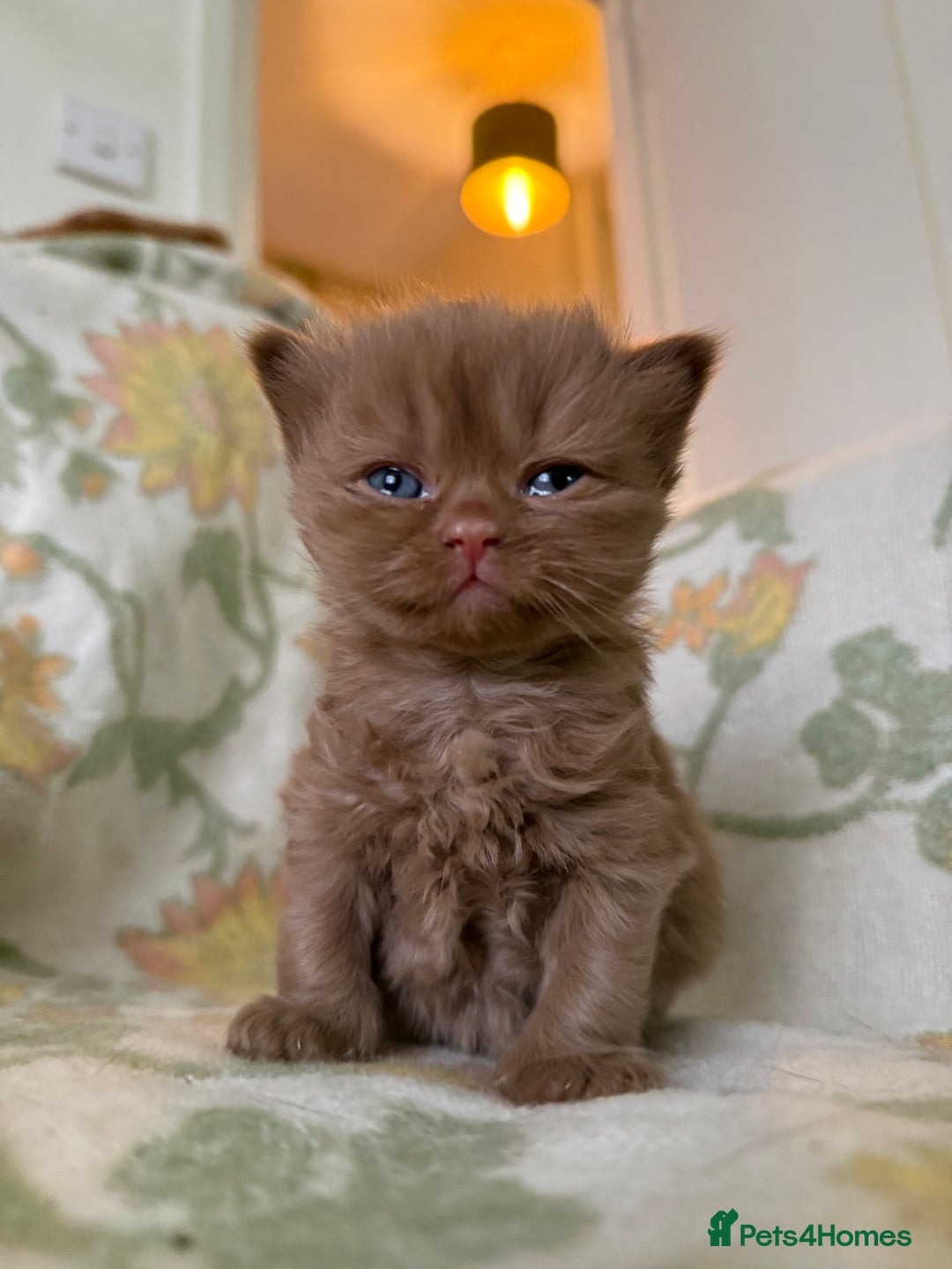 British Shorthair cats for sale: Beautiful GCCF and TICA reg British Shorthair  - Advert 1