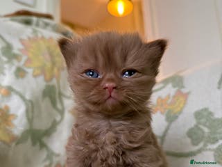 British Shorthair cats Beautiful GCCF and TICA reg British Shorthair - Advert 1