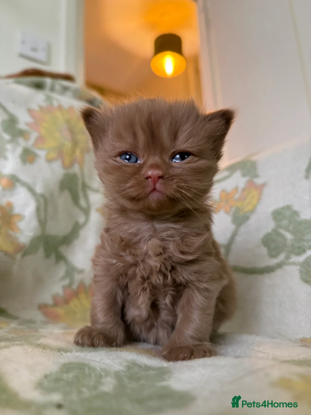 British Shorthair cats for sale: Beautiful GCCF and TICA reg British Shorthair  - Advert 1