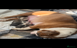 Dorset Olde Tyme Bulldogge dogs for sale: Bulldog puppy - Image 17