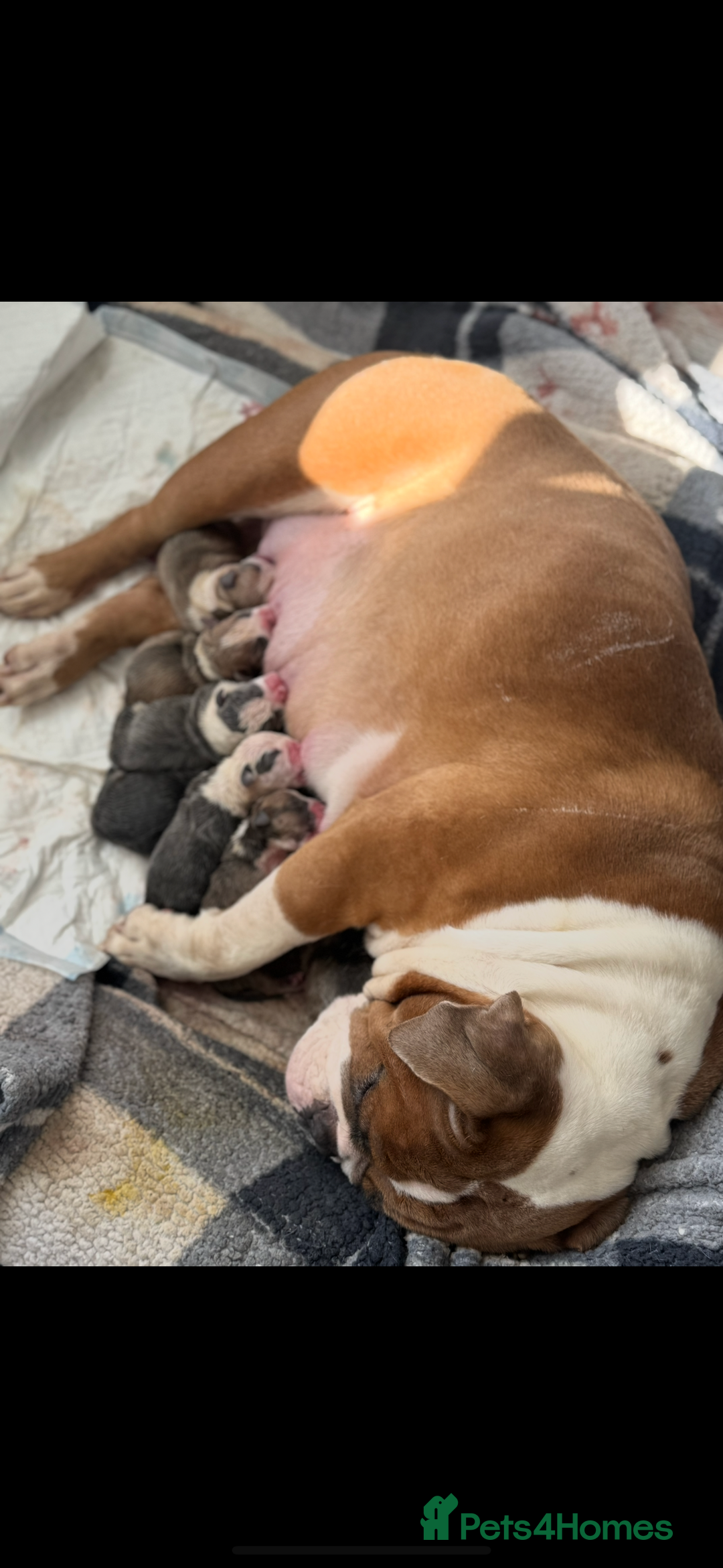 Dorset Olde Tyme Bulldogge dogs for sale: Bulldog puppy - Image 17