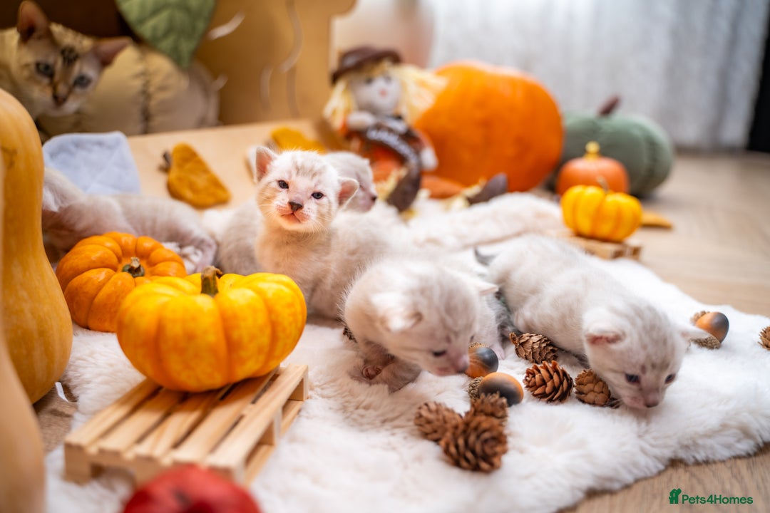 Bengal cats for sale: Pure Snow Bengals-TICA champions pedigree-Stunning - Image 7