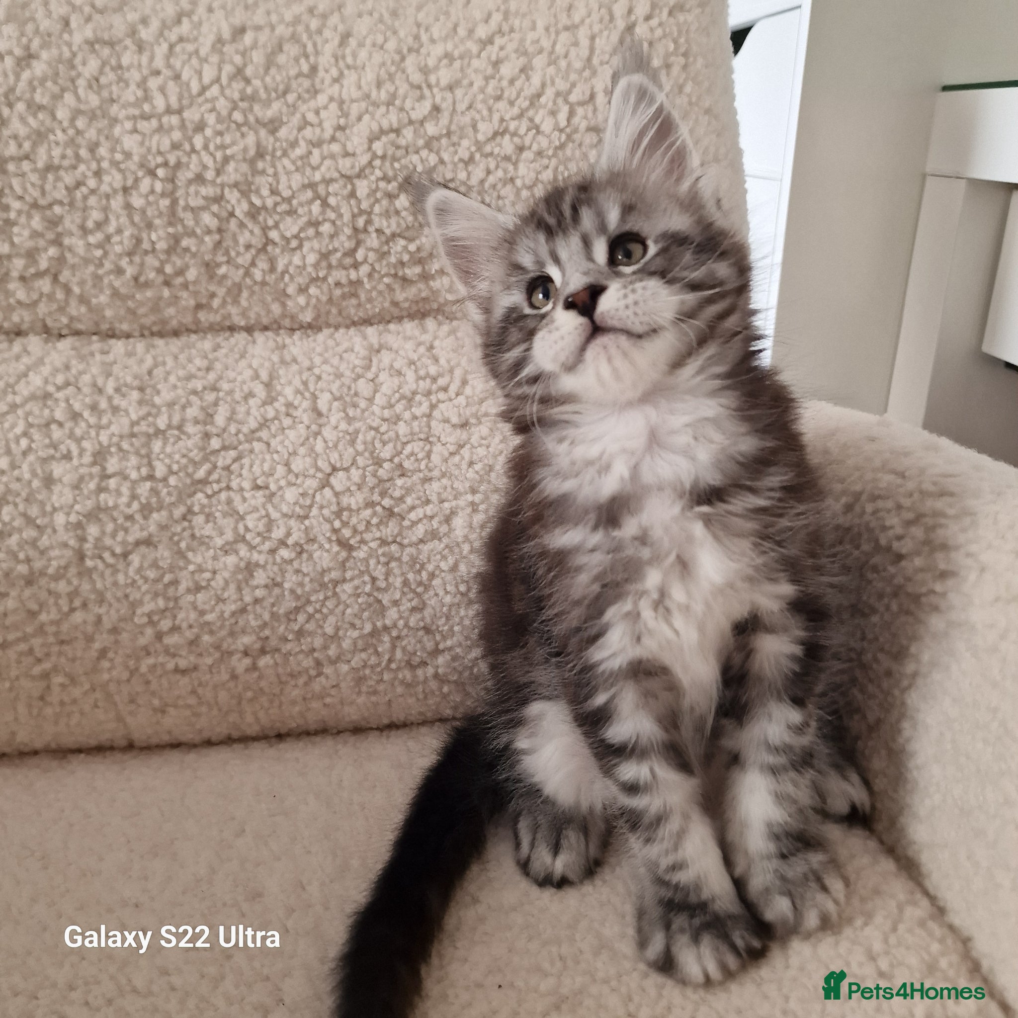Maine Coon cats Kittens – Licensed Cattery (UK) 🐾 - Advert 2