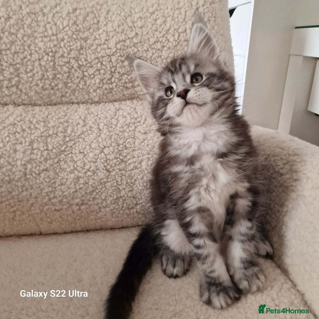 Maine Coon cats for sale: Kittens – Licensed Cattery (UK) 🐾 - Advert 1