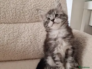 Maine Coon cats Kittens – Licensed Cattery (UK) 🐾 - Advert 13