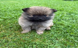 Pomchi dogs for sale: One girl and one boy left  - Image 2