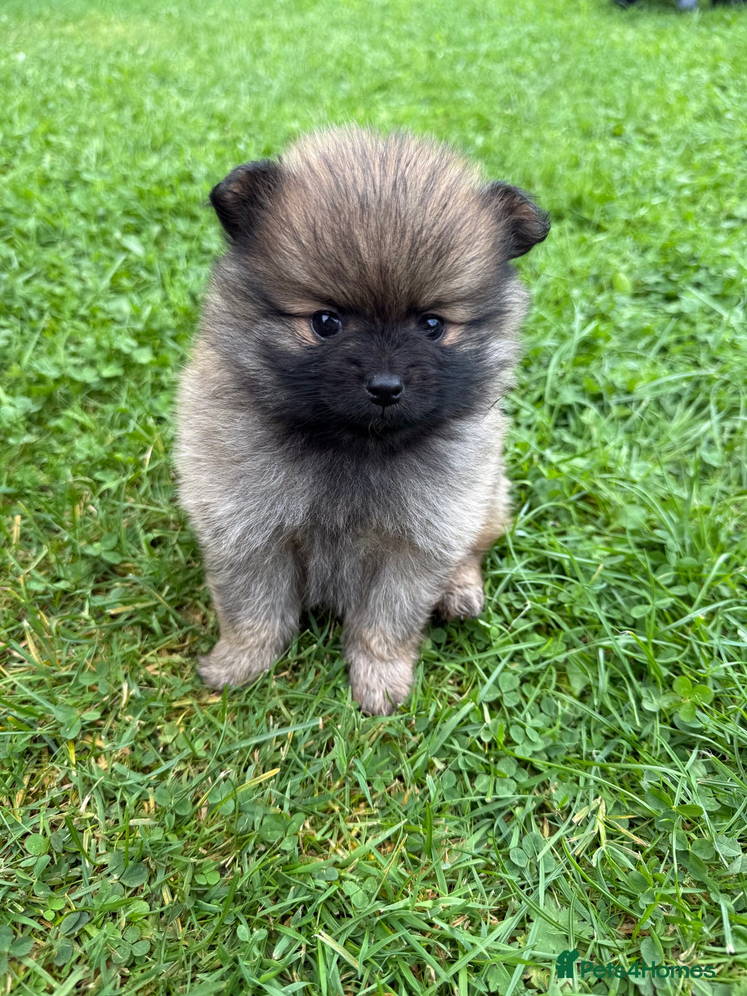 Pomchi dogs for sale: One girl and one boy left  - Image 2