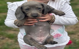 Dachshund dogs for sale: Isabella blue dachshund puppies  - Image 9