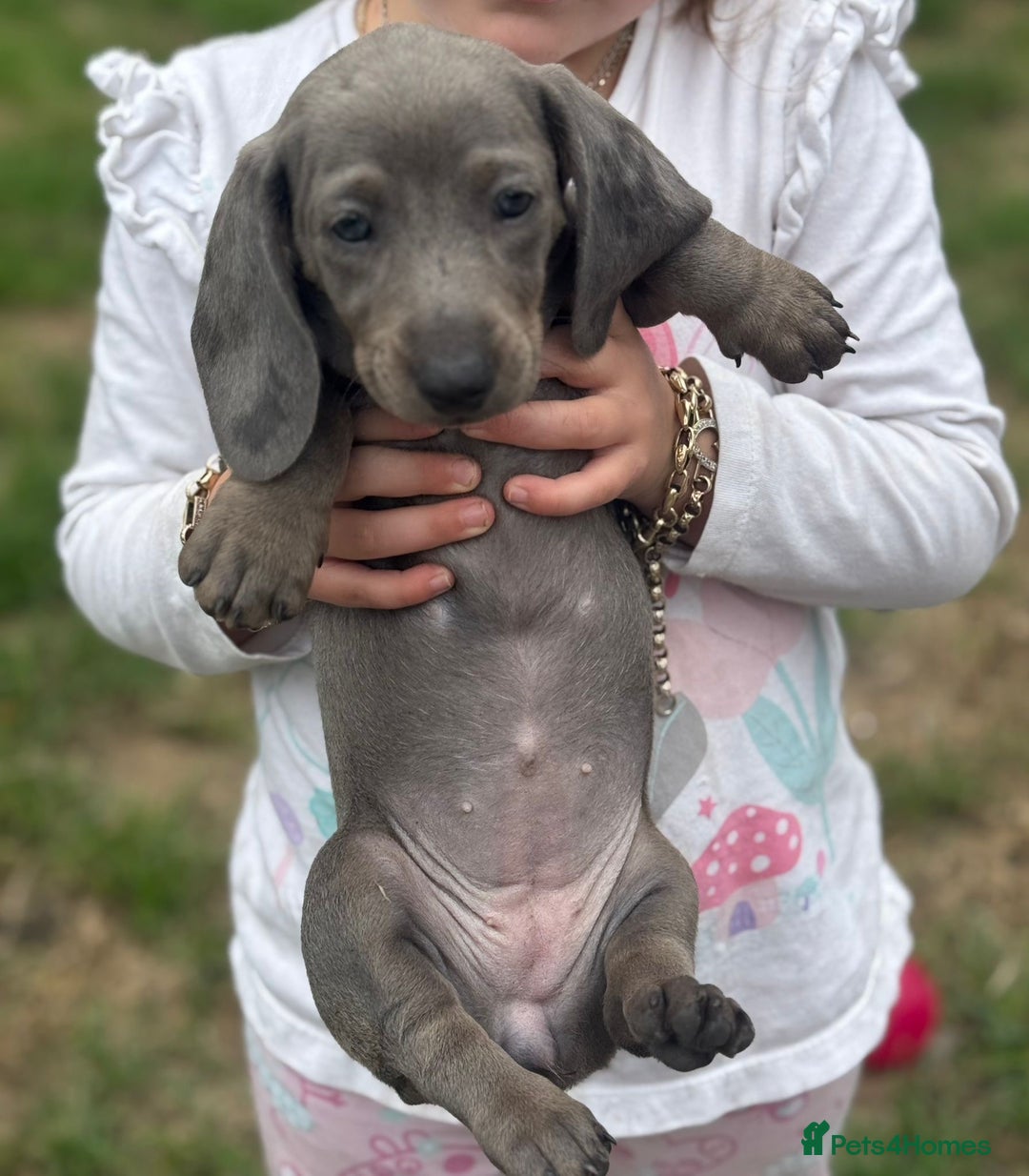 Dachshund dogs for sale: Isabella blue dachshund puppies  - Image 9