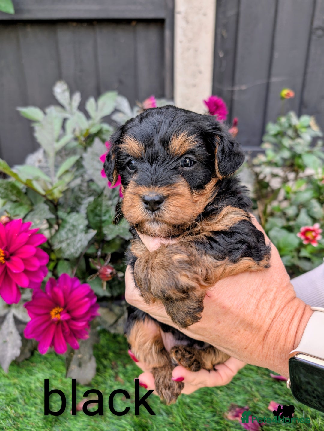 Poo dog Yorkshire Terrier Puppies for sale Pets4Homes