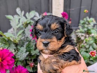 Yorkiepoo dogs - Advert 1