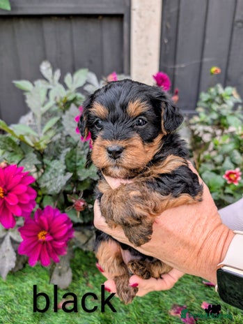 Yorkiepoo dogs - Advert 3