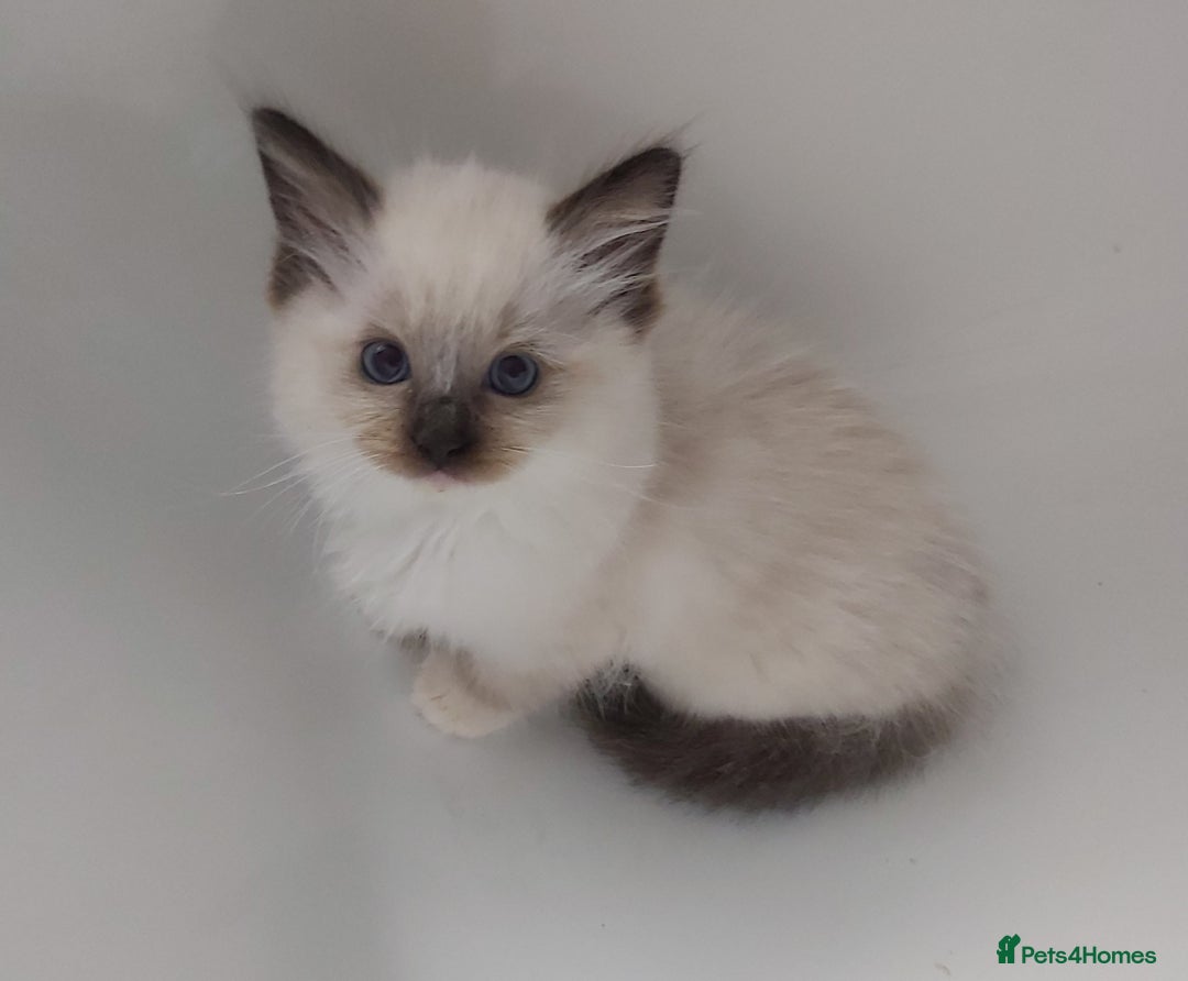Ragdoll cats for sale: RAGDOLLS GIRLS BOYS BICOLOUR SEAL POINT BLUE EYES  - Image 12