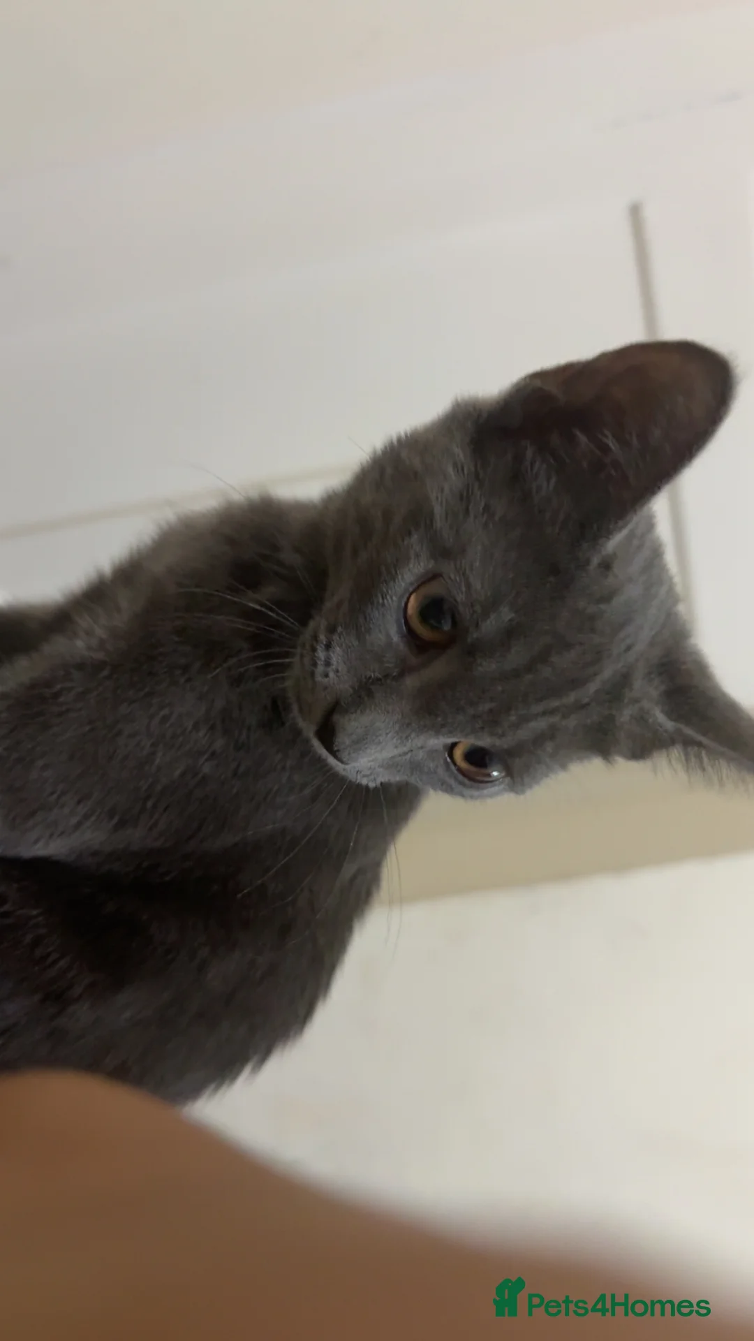 Russian Blue cats for sale: Female  - Advert 2