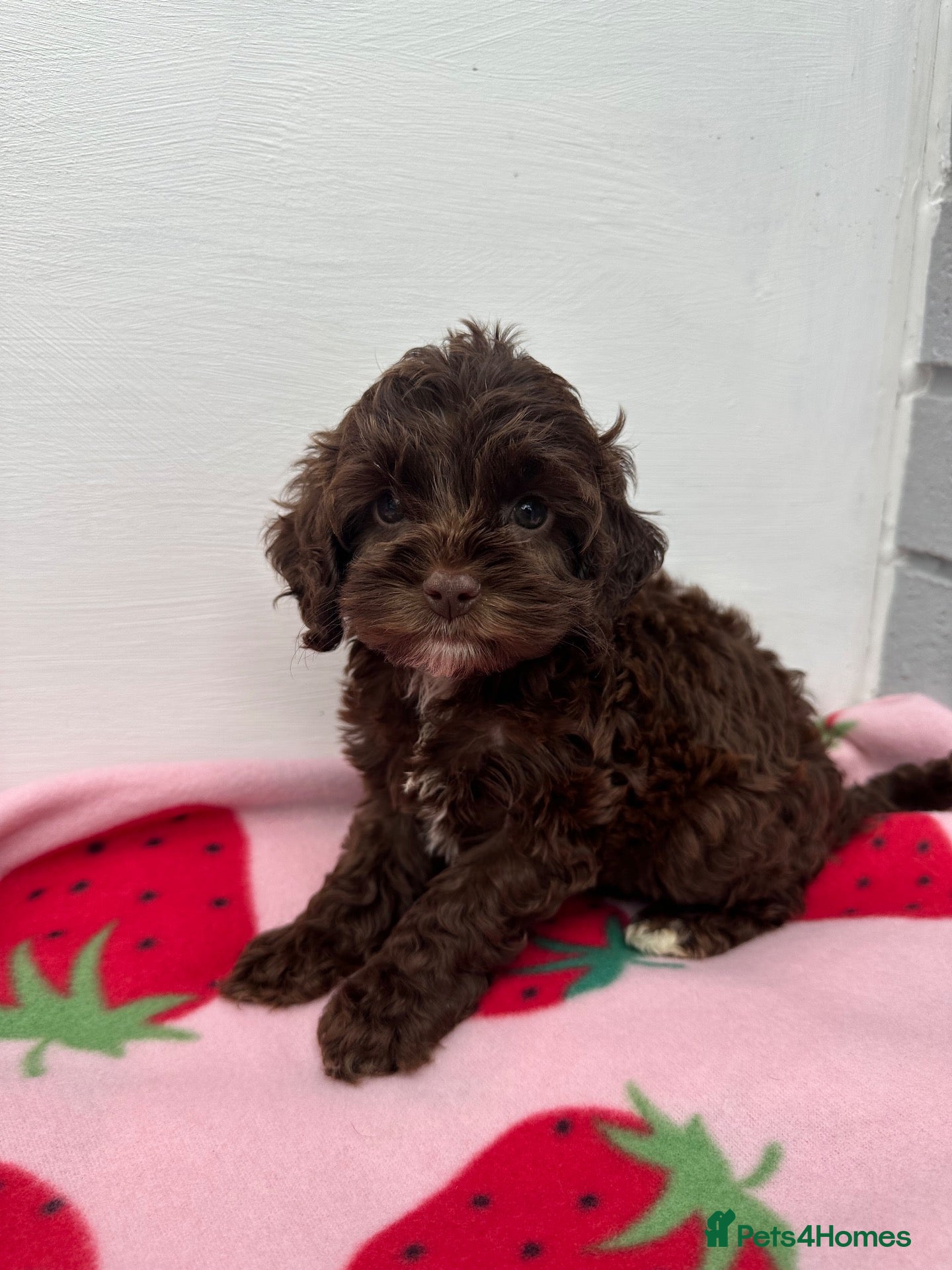 Cockapoo dogs Cockerpoo puppies READY NOW! - Advert 13