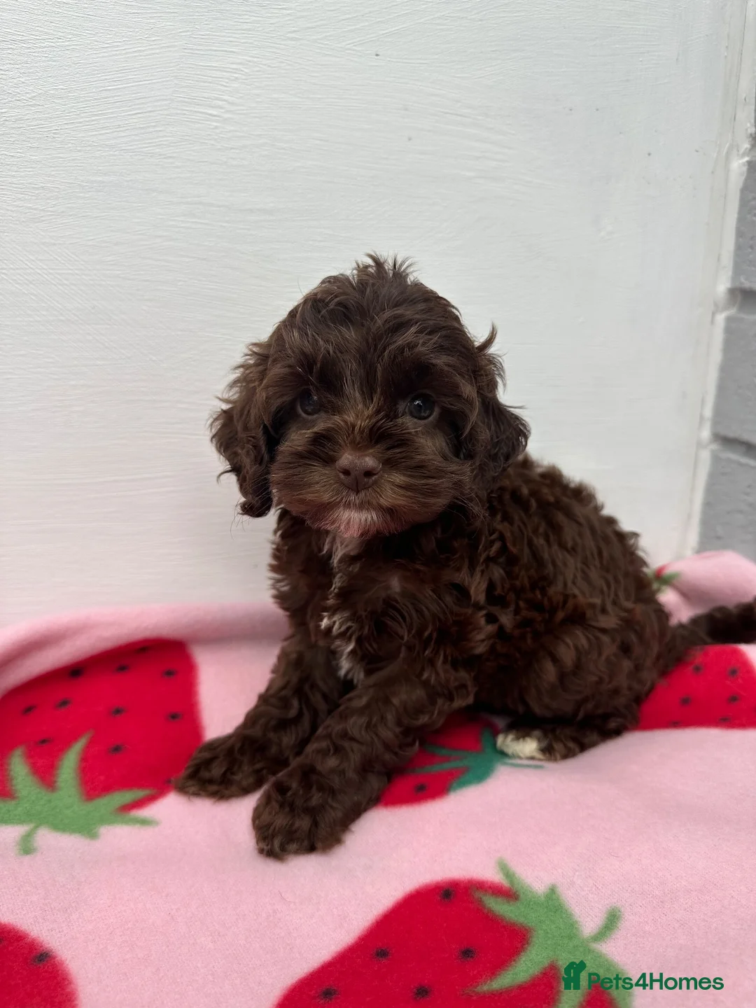 Cockapoo dogs for sale: Toy Cockapoo puppies READY NOW! - Advert 1