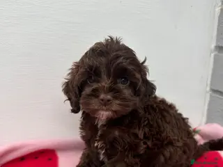 Cockapoo dogs Cockerpoo puppies READY NOW! - Advert 13