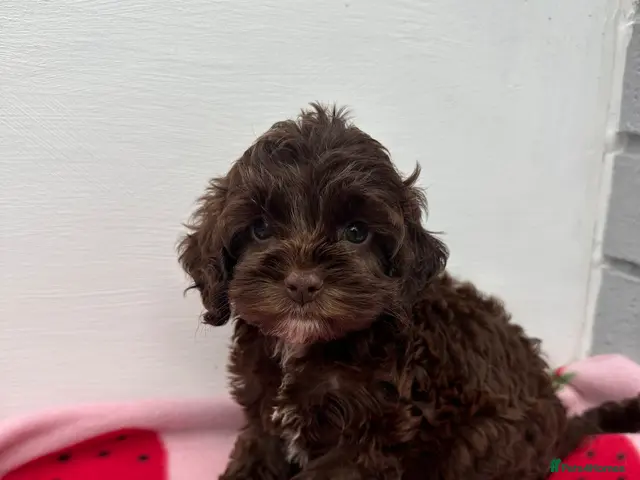Cockapoo dogs Toy Cockapoo puppies READY NOW! - Advert 9