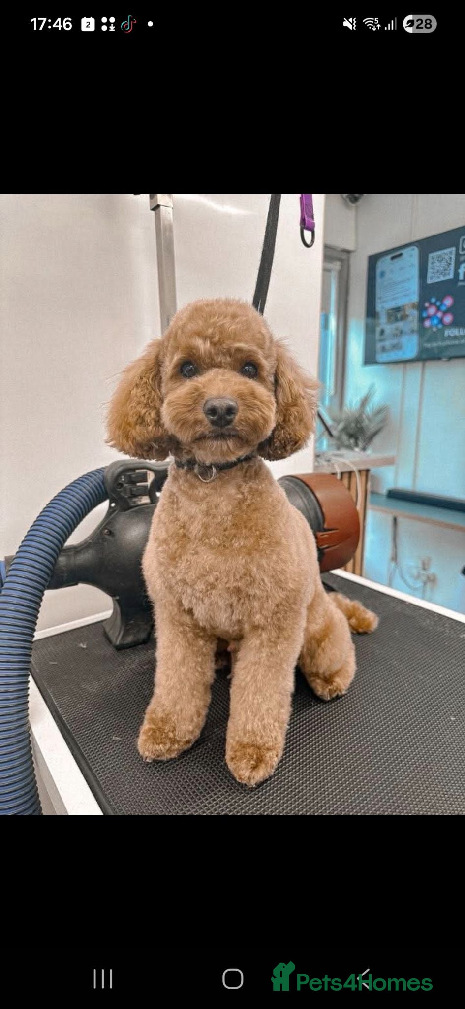 Toy Poodle dogs Exceptional Red Toy Poodles – KC Registered - Advert 2