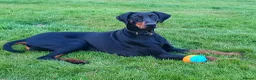 Dobermann dogs for sale: Fantastic KC Dobermann Puppies  - Advert 22
