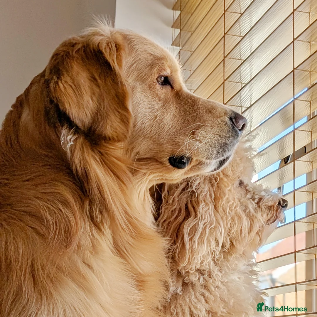 Golden Retriever dogs for stud: KC Registered Golden Retriever Stud in Crawley - Advert 13