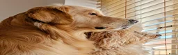 Golden Retriever dogs for stud: KC Registered Golden Retriever Stud - Advert 13
