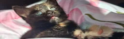 Mixed Breed cats for sale: Adorable kittens looking for loving homes - Advert 17