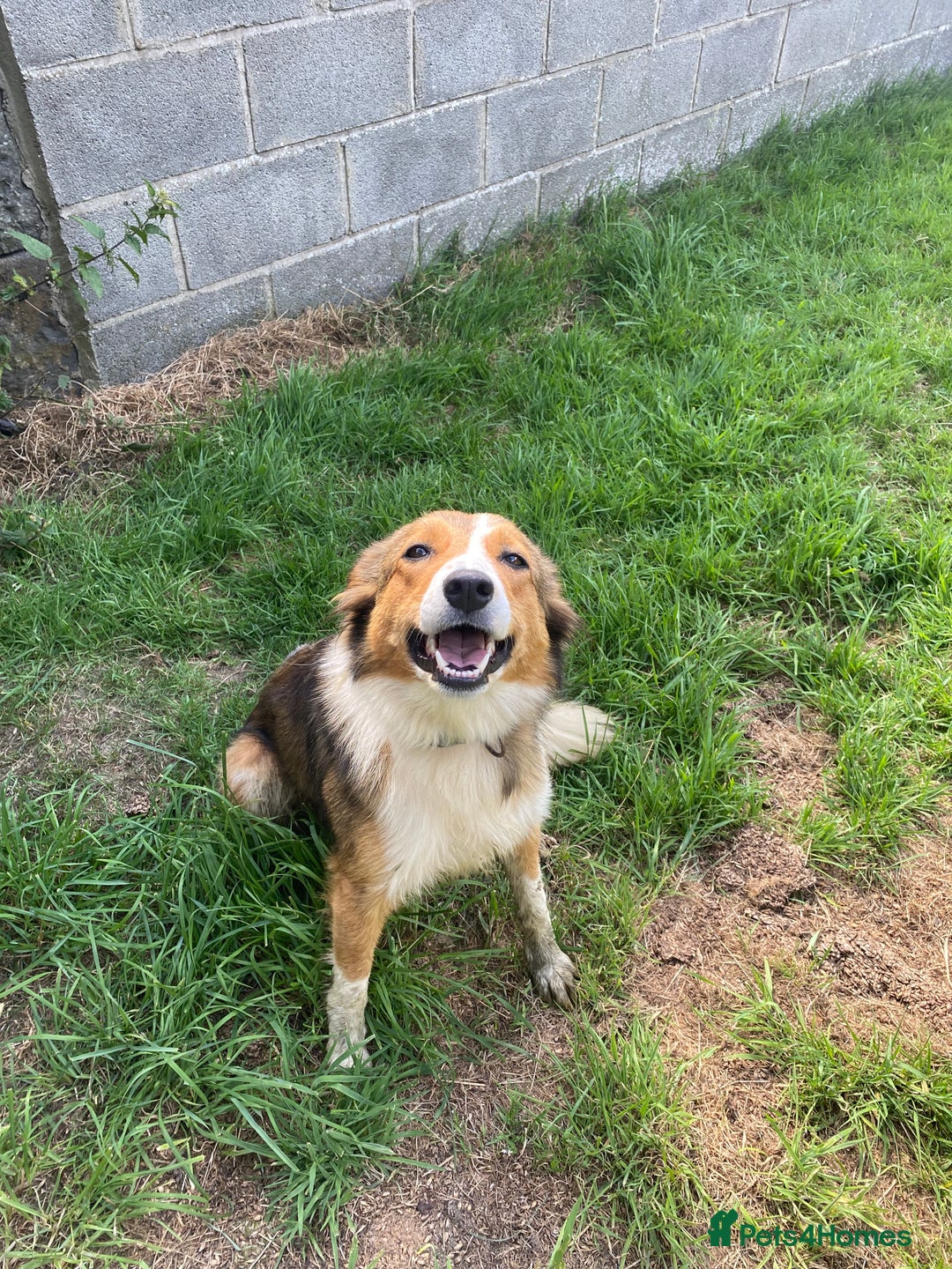 Mixed Breed dogs for sale: Beautiful Welsh Collie x Border Collie Puppies - Advert 2