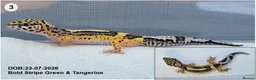 Leopard Gecko reptiles for sale: Baby Leopard Geckos - Advert 5