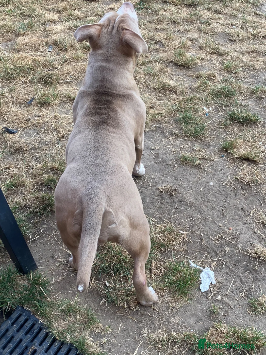 American Bully dogs for sale: Beautiful lilac girl in Eastleigh - Advert 12