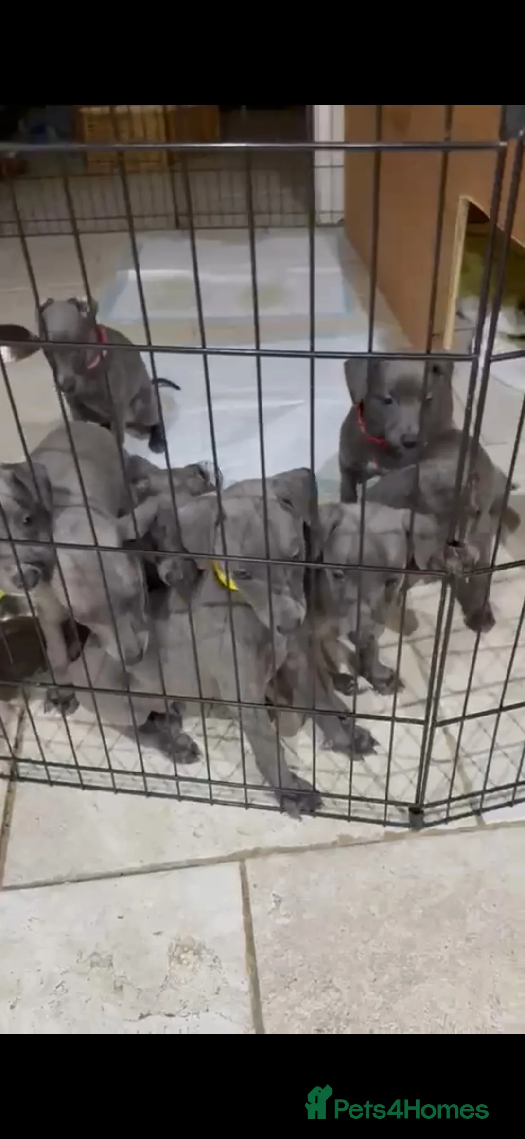 Whippet dogs for stud: Proven KC registered blue whippet for stud in Doncaster - Advert 17