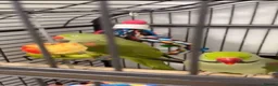 Parrots birds for sale: Alexandrine  - Advert 3