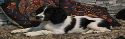 English Springer Spaniel dogs for sale: Orio and her puppies 🐶  in Towcester - Advert 3