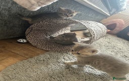 British Shorthair cats for sale: British shorthair kittens  - Image 27