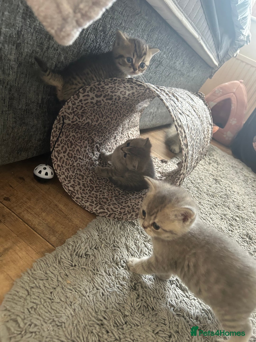 British Shorthair cats for sale: British shorthair kittens  - Image 27