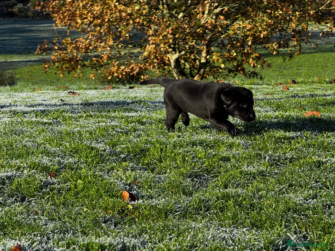 Labrador Retriever dogs for sale: Labrador Puppies  - Advert 31