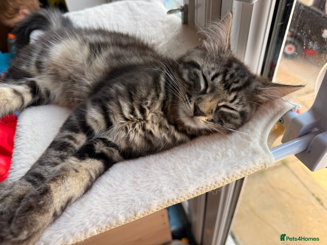 Maine Coon cats for sale: Beautiful loyal Maine coon X kitten for a new home - Image 6