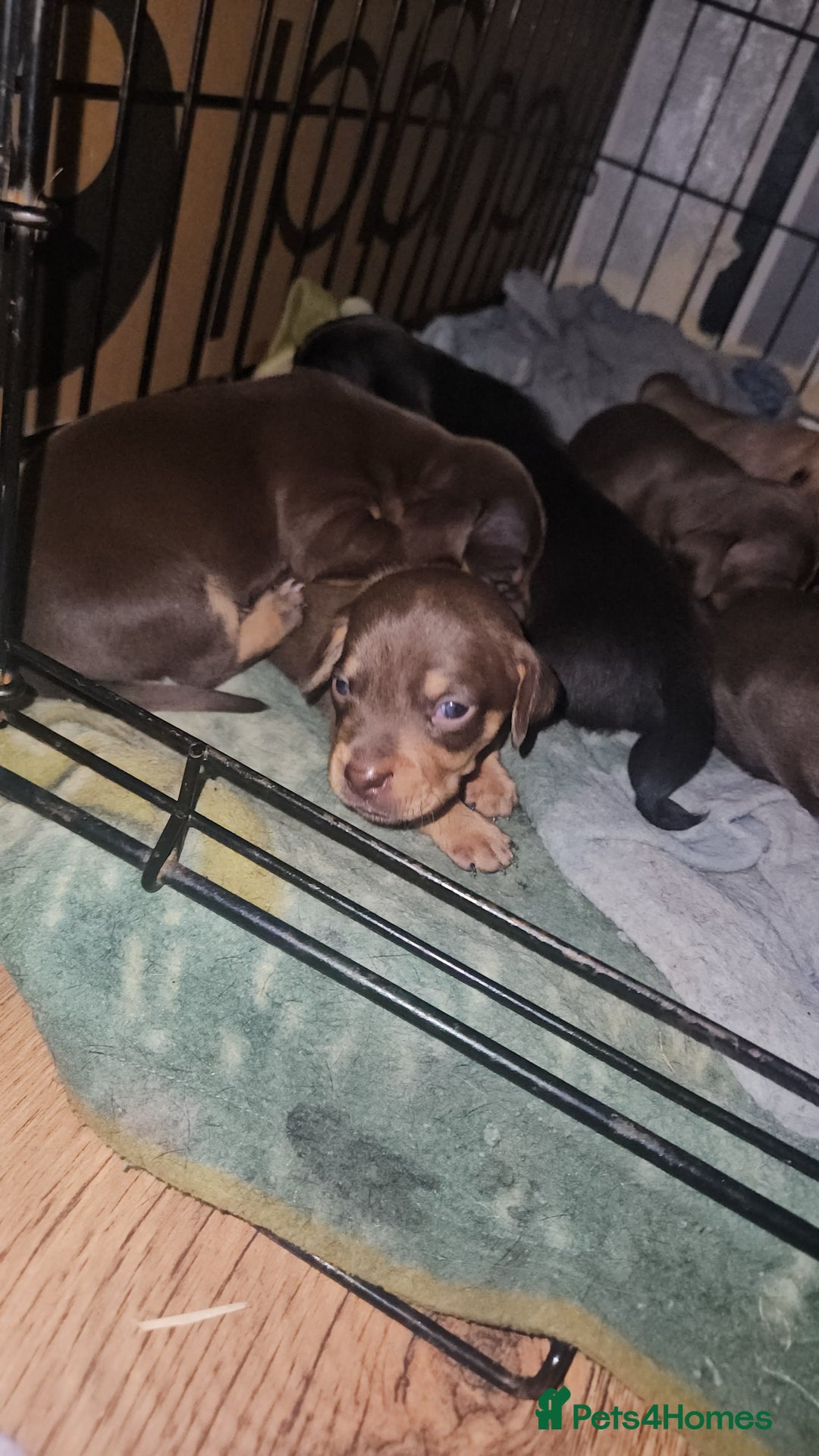 Mixed Breed dogs for sale: Pug x miniature dachshund  - Image 4
