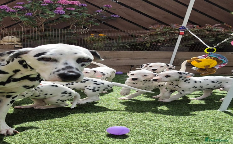 Dalmatian dogs - Advert 1