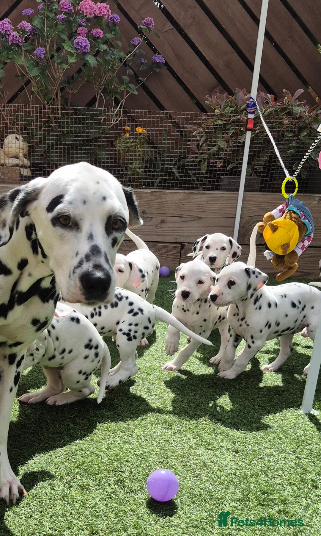 Dalmatian dogs for sale: 3 males available - Image 1