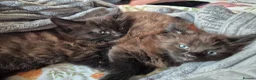 Mixed Breed cats for sale: 8 week old black half maine coone half tabby in Welwyn Garden City - Advert 26