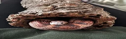 Corn Snake reptiles for sale: scaleless corn snake - Advert 3