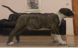 English Bull Terrier dogs for sale: English Bull Terrier pups - Image 4