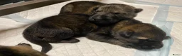 German Shepherd dogs for sale: 🐶Royal Kennel Club Straight Back GSD puppies🐶 - Advert 13